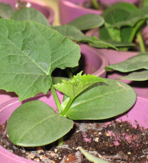 Luffa - Sponge Gourd