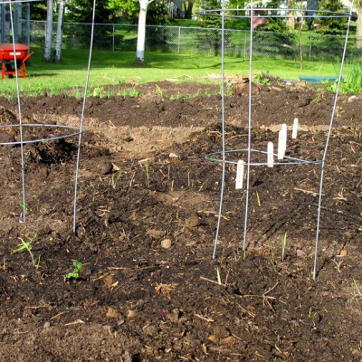 Mom's Garden