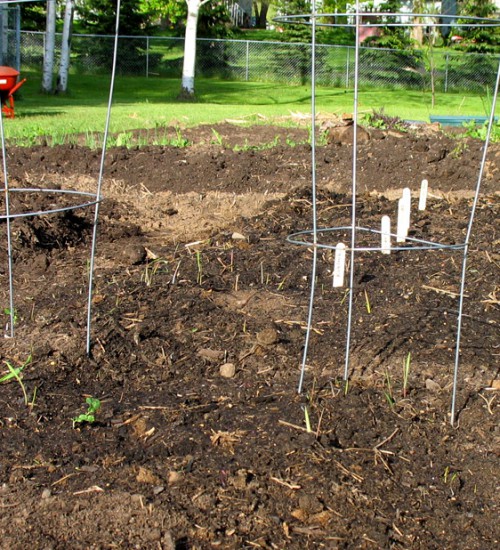 Mom's Garden