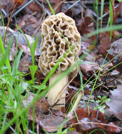 Morels