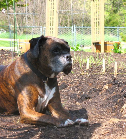 Puck Loves Gardening