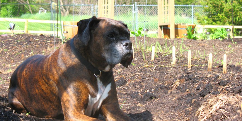 Puck Loves Gardening