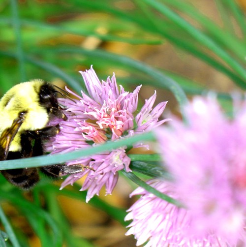 Busy Bee