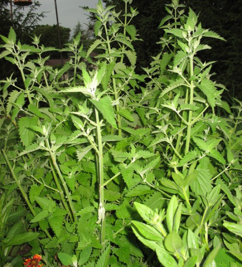 Catnip
