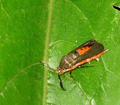 Squash Vine Borer