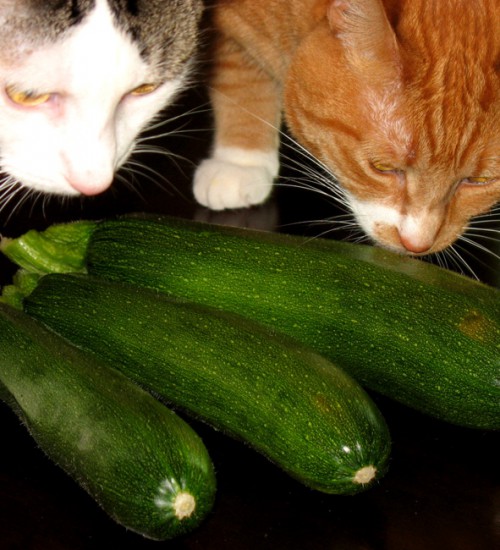First zucchini of the season