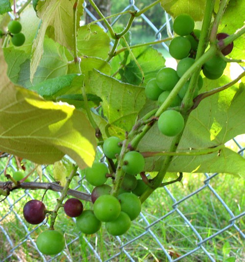 Fredonia Grapes growing on our fence