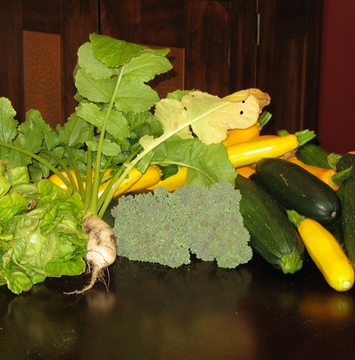 Lettuce, Broccoli, Summer Squash, and a Turnip