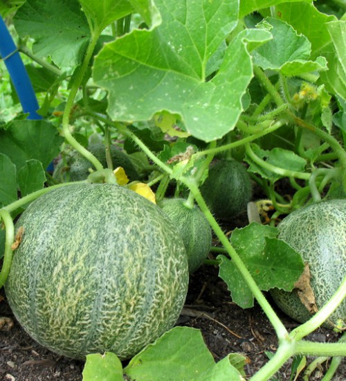 Melons