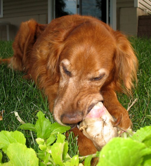 Nigel eating a turnip - 2009 photo
