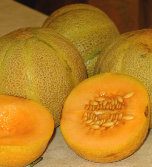 Cantaloupe - fresh picked from the garden!