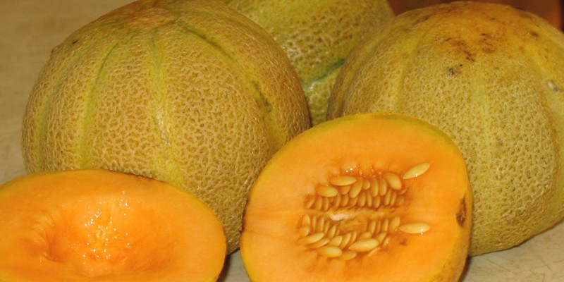 Cantaloupe - fresh picked from the garden!