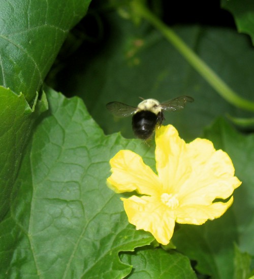 Trying to catch a bumblebee in motion... this is the only photo (of about 30) that wasn't blurry.