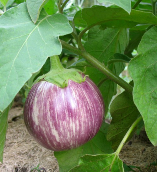 Pink Eggplant