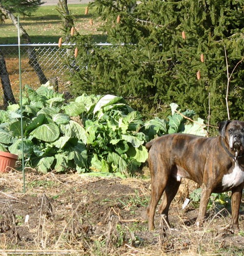 Collard Greens (and Puck, of course!)