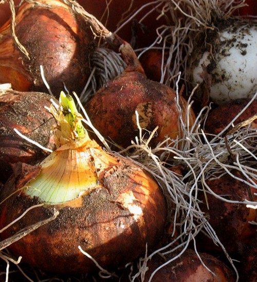 Onions
