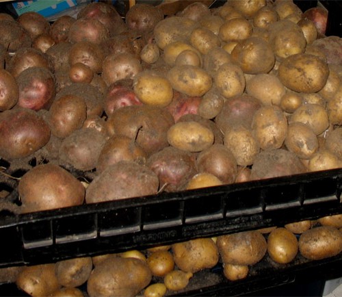 Two bread racks full of red, blue, and white potatoes