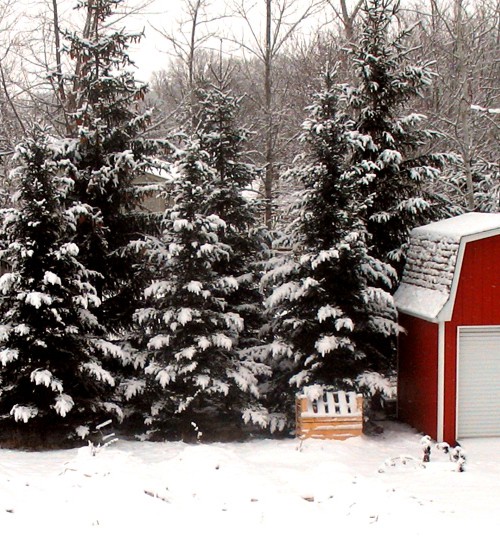 The garden after a nice heavy coat of snow
