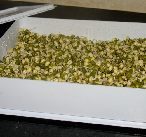 SproutMaster 8x10 Sprouting Tray