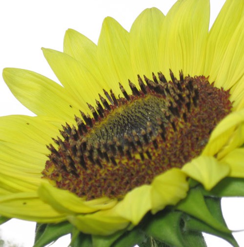 Lemon Queen Sunflower