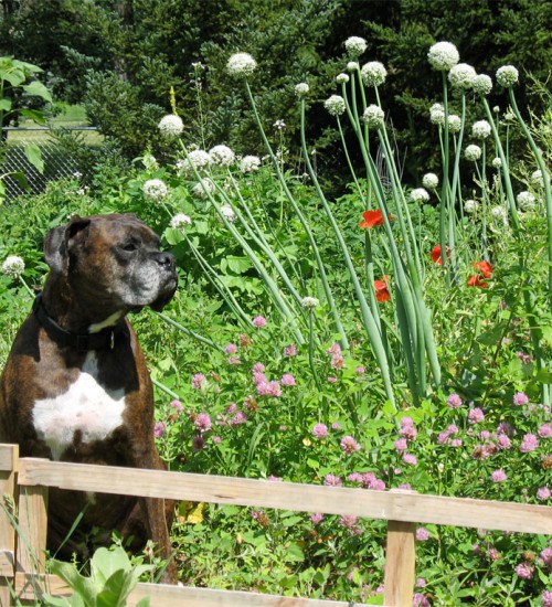 Puck in the garden, with Onions and Poppies