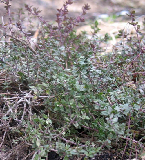 Thyme growing in the Minnesota Garden on March 21st