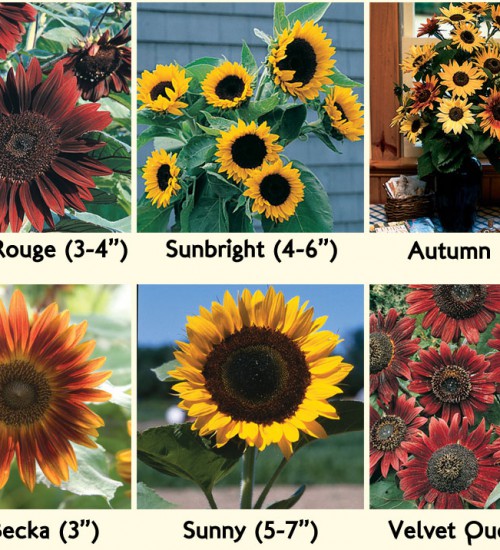 Sunflowers from Johnny's Selected Seeds, possible candidates for our fall wedding flowers