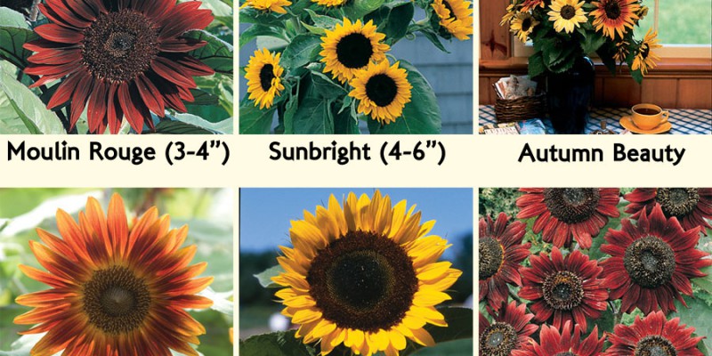 Sunflowers from Johnny's Selected Seeds, possible candidates for our fall wedding flowers