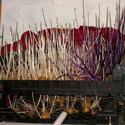 Sprouted Potatoes