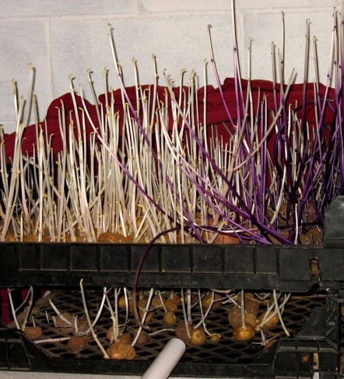 Sprouted Potatoes