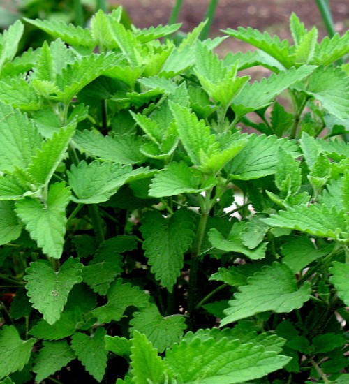 Catnip