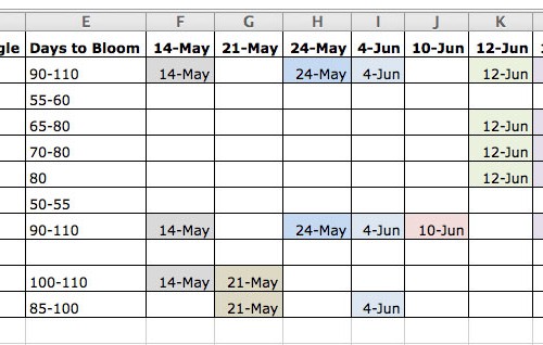 When to plant sunflowers so they are definitely in bloom on our wedding date (leaving a lot of room for error, and also just to enjoy cuttings throughout the summer)