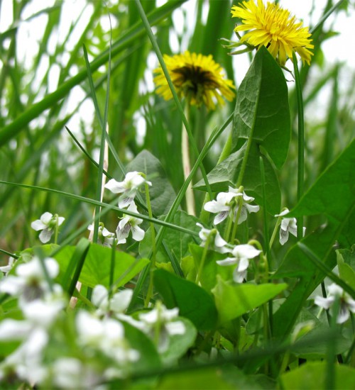 May flowers