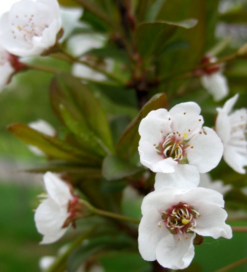 Plum flowers