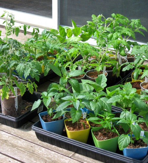 Tomatoes, Peppers, Eggplant, and Leeks