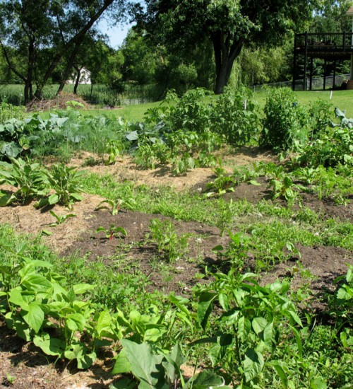 June 28th - Garden