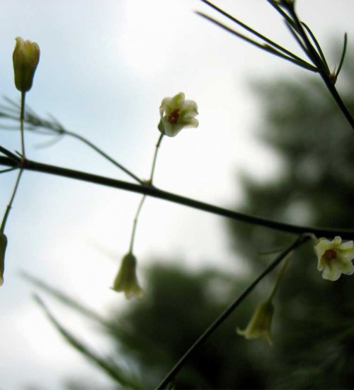 Flowering Asparagus