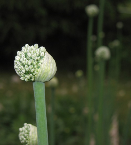 flowering onions