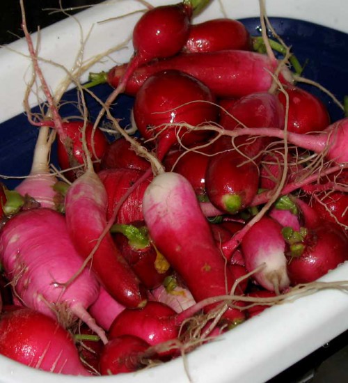 Radishes