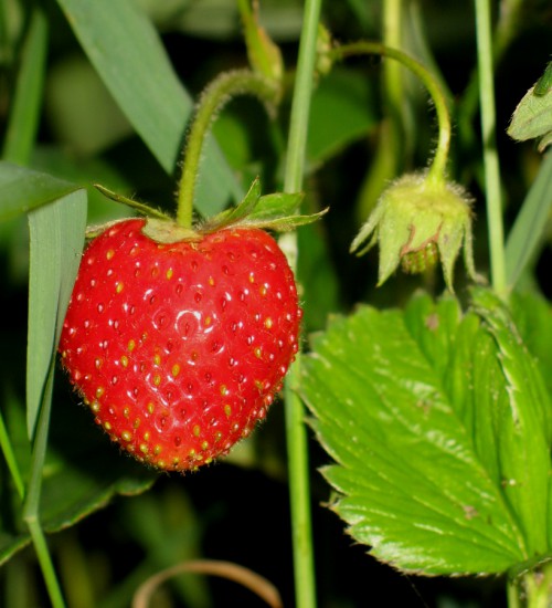 strawberry