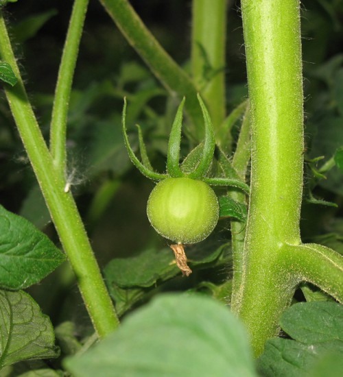 June 20, Minnesota Tomatoes (Valencia Orange)