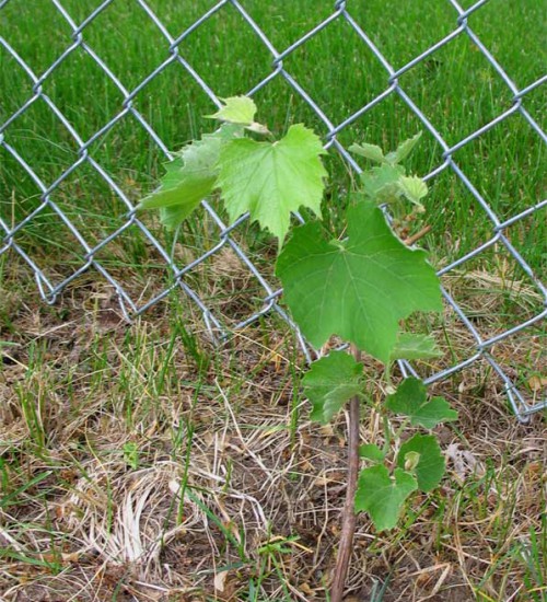 1-month old Grapes from Great River Vineyard