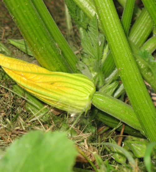 Elite Zucchini (green)