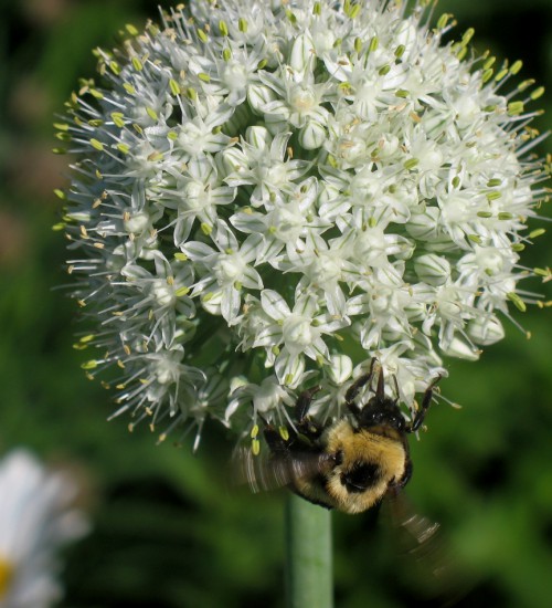 Bumble bee on a flowering onion