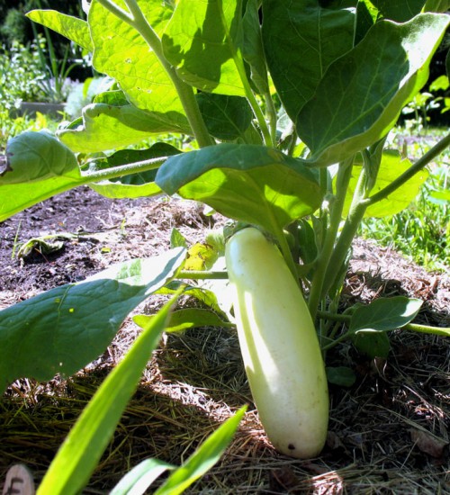 White Eggplant
