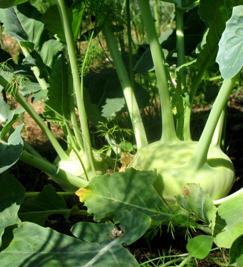 Kohlrabi