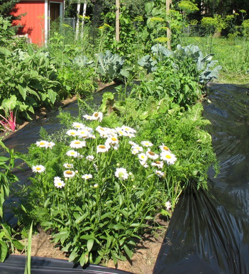 Black plastic laid in garden paths to keep crab grass from spreading