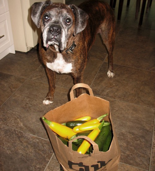 Puck's Zucchini