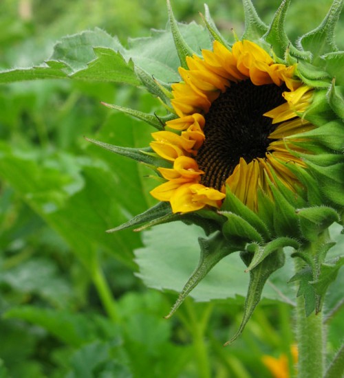 Volunteer Sunflower