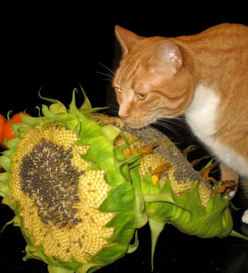 Niko and one of our volunteer sunflowers